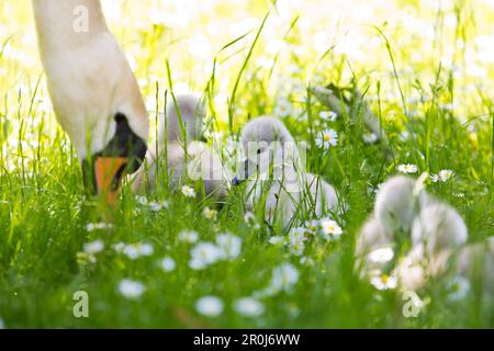 Close-up of a cute grey swan chick sitting with other chicks in a meadow, guarded by their mother, in Kurpark Bad Wildungen gardens, Bad Wildungen, He Stock Photo