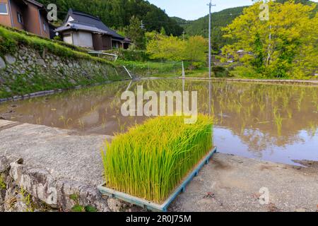 Rice seedlings in tray by small flooded field in remote Japanese village Stock Photo