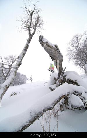 Skier jumping over a tree trunk, Nevados de Chillan, Andes, Bio Bio Region, Chile Stock Photo