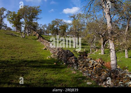 A fieldstone rock wall winds it way past an oak tree and up the green hillside of the Sierra Nevada foothills in Calaveras County, California Stock Photo