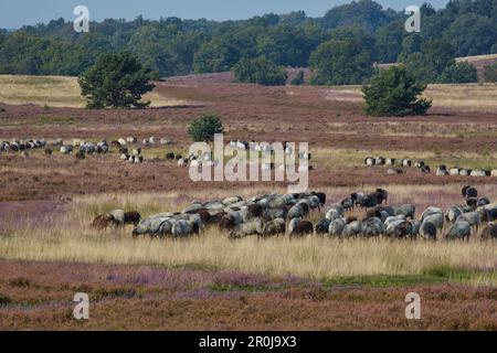 Blossoming heather, Sheep grazing in the Lueneburger Heide, Wilseder Berg, Lower Saxony, Germany Stock Photo