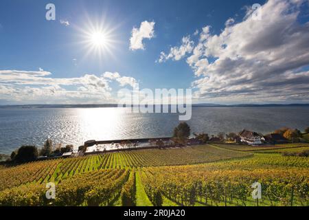 View over a vineyard near Meersburg to the lake, Lake Constance, Baden-Wuerttemberg, Germany Stock Photo