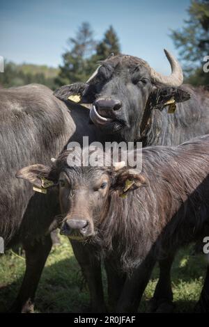 Alb buffalo on a meadow, Hohenstein, Reutlingen, Swabian Alb, Baden-Wuerttemberg, Germany Stock Photo