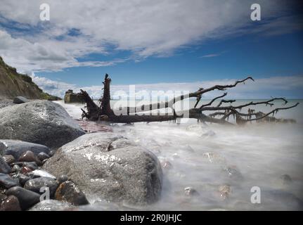 Fallen tree between rocks in the Baltic Sea, Ahrenshoop, Darss, Mecklenburg Vorpommern, Germany Stock Photo