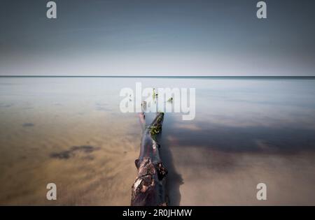 Mossy tree trunk lying on west beach, Western Pomerania Lagoon Area National Park, West beach, Fischland-Darss-Zingst, Mecklenburg Vorpommern, Germany Stock Photo