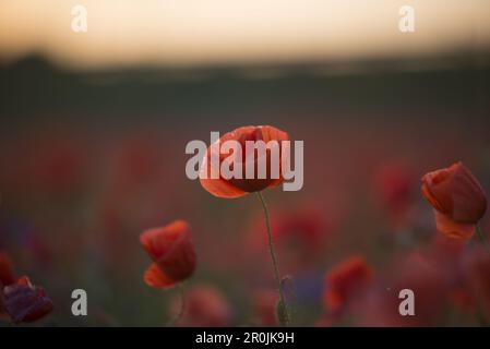 Poppies against the light before sunset on a field in Munich Langwied, Munich, Bavaria, Germany Stock Photo