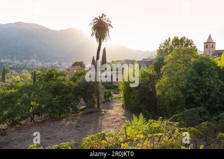 view over the valley of Soller, palm tree and back light, romantic mountain village, Biniaraix, Serra de Tramuntana, Majorca, Balearic Islands, Spain, Stock Photo