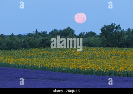 Full moon over a sunflower field, sunflowers, lavender field, lavender, lat. Lavendula angustifolia, high plateau of Valensole, Plateau de Valensole, Stock Photo