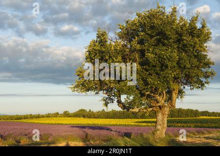 holm oak, lat. Quercus rotundifolia, tree and sunflower field, sunflowers, lavender field, lavender, high plateau of Valensole, Plateau de Valensole, Stock Photo