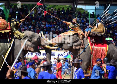 On the Elephant Round-up festival, Surin, East-Thailand, Thailand, Asia Stock Photo