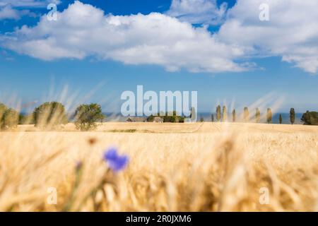 Cornfield in summer with cornflower in the foreground, Baltic sea, Bornholm, near Gudhjem, Denmark, Europe Stock Photo
