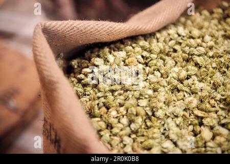 bag filled with dried hop in beer museum, Erlangen, Frankonia Region, Bavaria, Germany Stock Photo