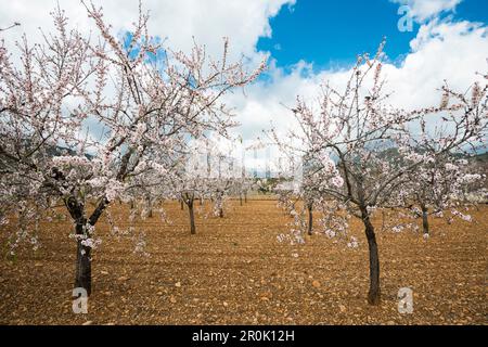 Blossoming almond trees, near Alaro, Majorca, Balearic Islands, Spain Stock Photo