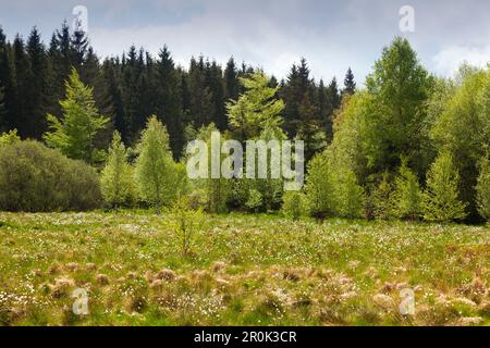 Cotton grass in the nature reserve Schwarzes Moor, Rhoen, Bavaria, Germany Stock Photo