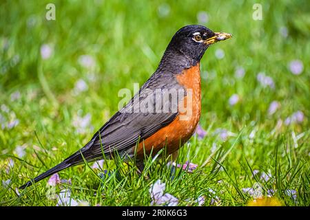 Beautiful spring bird an American robin eating an earthworm in spring time on a green grass. Birdwaching in North America. Nobody, selective focus Stock Photo