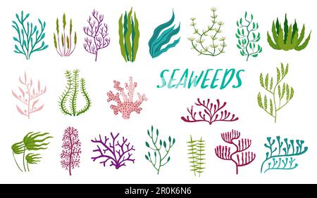 Underwater seaweed plants. Aquarium and sea algae. Laminaria, Codium and Nitella underwater plant, Kelp, Fucus and Phyllophora ocean or aquarium flora Stock Vector