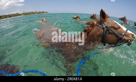 Swimming horses during Half Moon Resort horseback ride excursion along Sunrise Beach and in Caribbean Sea Rose Hall, near Montego Bay, Saint James, Ja Stock Photo