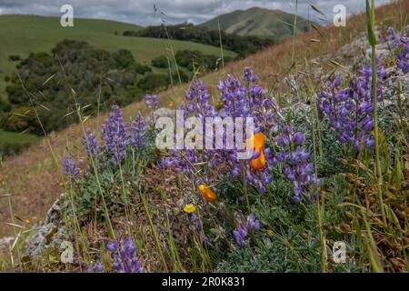 Beautiful wild flowers, Lupinus nanus known as sky or dwarf lupine, blooming on a California hillside in Marin county. Stock Photo