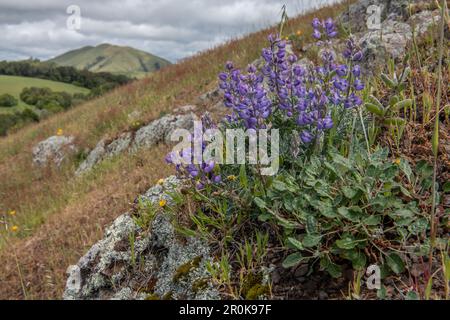 Beautiful wild flowers, Lupinus nanus known as sky or dwarf lupine, blooming on a California hillside in Marin county. Stock Photo