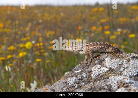 A western fence lizard (Sceloporus occidentalis) basking on a rock in a field of flowers during the springtime wildflower bloom in California. Stock Photo
