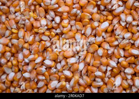 Close-up focus organic corn seed pattern texture Can be used as a background wallpaper Stock Photo