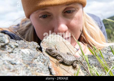 A female herpetologist looks at and observes a western fence lizard (Sceloporus occidentalis). Stock Photo