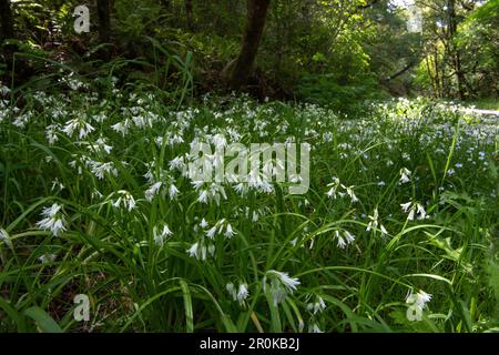 Allium triquetrum, the three cornered leek, onion or garlic is an nonnative plant invasive in California - here a dense grove of white flowers. Stock Photo