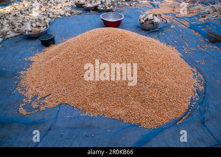an agriculture concept in pile Corn seeds Stock Photo