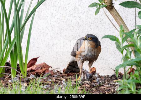 Eurasian sparrowhawk (Accipiter nisus) feeding on a bird in the garden in spring. Stock Photo