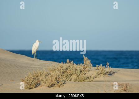 single white egret standing on the sandy beach and blue sea in egypt Stock Photo