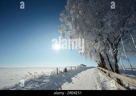 snow covered road on a winters morning, Snowy trees, Muensing, Upper Bavaria, Bavaria, Germany Stock Photo