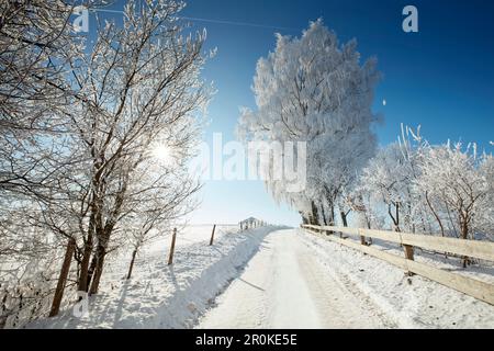 Snow covered road on a winters morning, Snowy trees, Muensing, Upper Bavaria, Bavaria, Germany Stock Photo