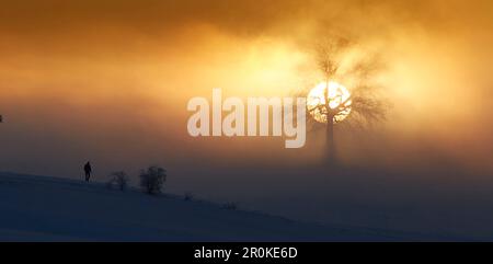 Oak on a hill on a foggy winters morning at sunrise, Muensing, Upper Bavaria, Germany Stock Photo