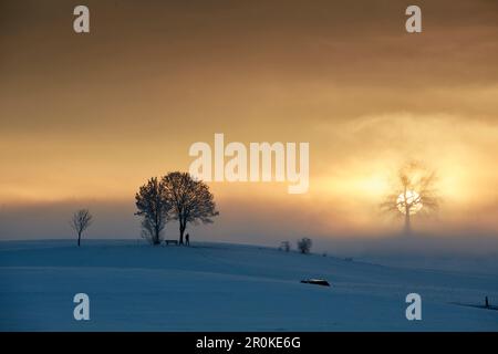 Oak on a hill on a foggy winters morning at sunrise, Muensing, Upper Bavaria, Germany Stock Photo