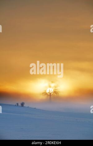 Oak on a hill on a foggy winters morning at sunrise, Muensing, Upper Bavaria, Germany Stock Photo