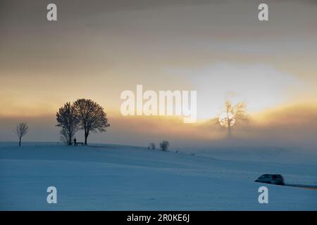 Oak on a hill on a foggy winters morning at sunrise, Muensing, Upper Bavaria, Germany Stock Photo