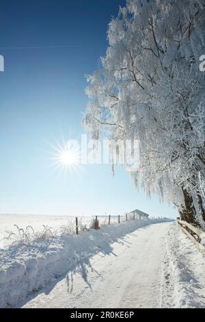 snow covered road, on a winters morning, Snowy trees, Muensing, Upper Bavaria, Bavaria, Germany Stock Photo