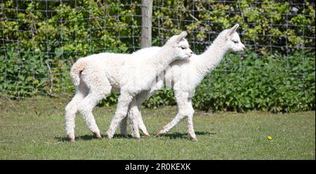 Baby alpacas running in a field, selective focus Stock Photo
