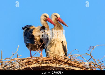 Two white storks sitting on nest, Ciconia ciconia, Rust, lake Neusiedl, National Park lake Neusiedl, UNESCO World Heritage Site Fertö / Neusiedlersee Stock Photo