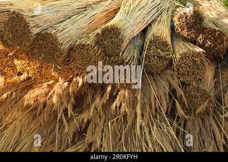 Reed for a house with thatched roof, Warthe, Lieper Winkel, Usedom, Baltic Sea, Mecklenburg-West Pomerania, Germany Stock Photo