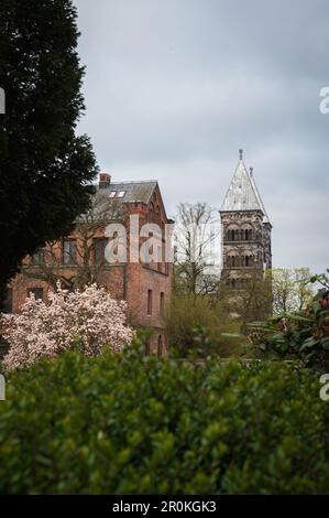 New roof of Lund cathedral steeples seen from park with green bushes and magnolia tree in full bloom Stock Photo