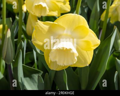 Daffodil Narcissus 'Avalon' Stock Photo