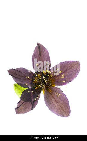 A pressed hellebore flower on a white background. Stock Photo