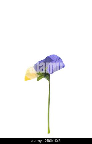 Purple and yellow pressed flower on a white background. Stock Photo