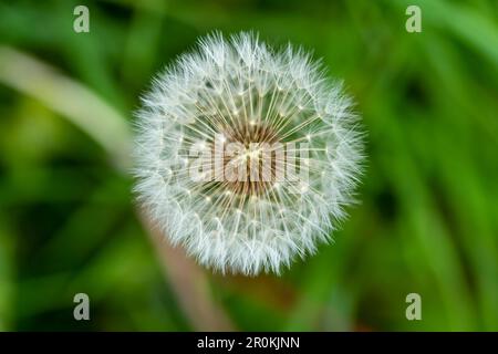 Seed head of Dandelion (Taraxacum officinale) often called a Dandelion Clock against an out of focus background Stock Photo