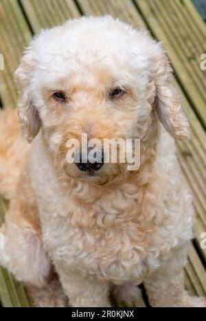An adult beige coloured Labradoodle dog with a sad expression, looking up at the camera Stock Photo