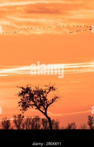 Sunset in front of tree silhouette, apple trees, red sky, autumn sky, cloud formation, bird formation  in front of sunset, cranes and greylag geese, L Stock Photo