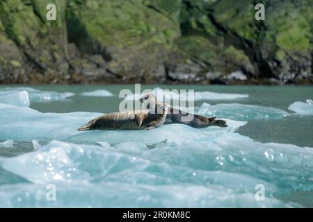 Two harbor seals (Phoca vitulina) rest on an ice floe near Sawywer Glacier, Tracy Arm, Stephens Passage, Tongass National Forest, Tracy Arm-Fords Terr Stock Photo