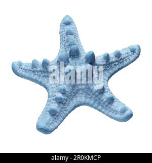 Dried blue sea star starfish isolated on white background. Stock Photo