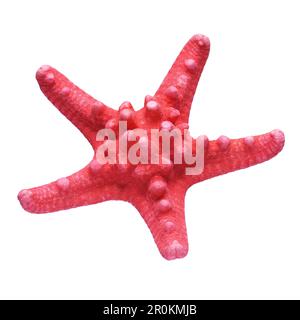 Dried red sea star starfish isolated on white background. Stock Photo